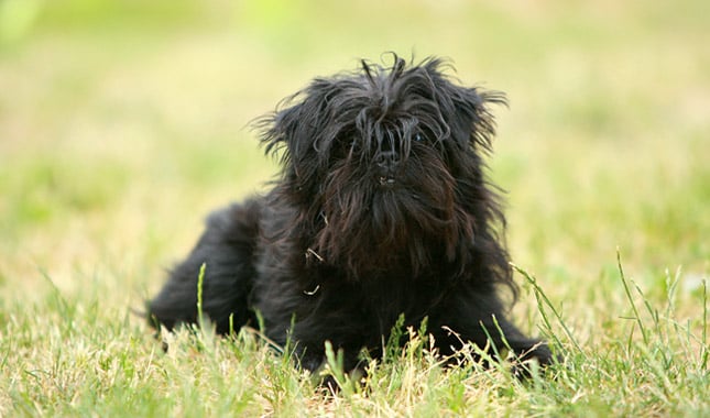 Affenpinscher dog in the countryside