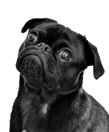 A nice french bouledogue puppy